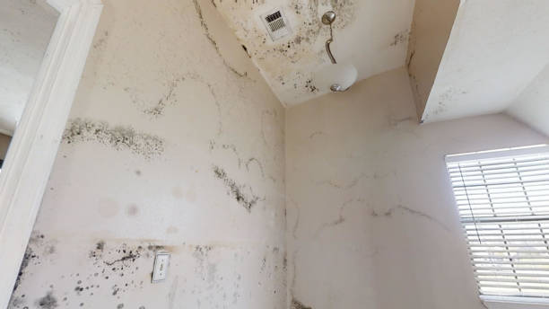 Best Mold Odor Removal Services  in Troy, NC