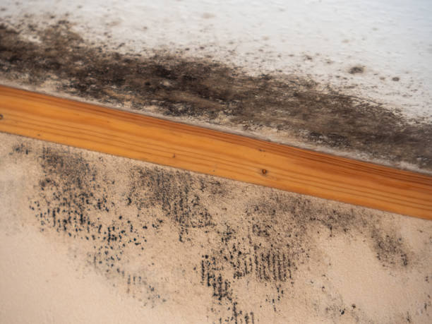 Best Black Mold Removal  in Troy, NC